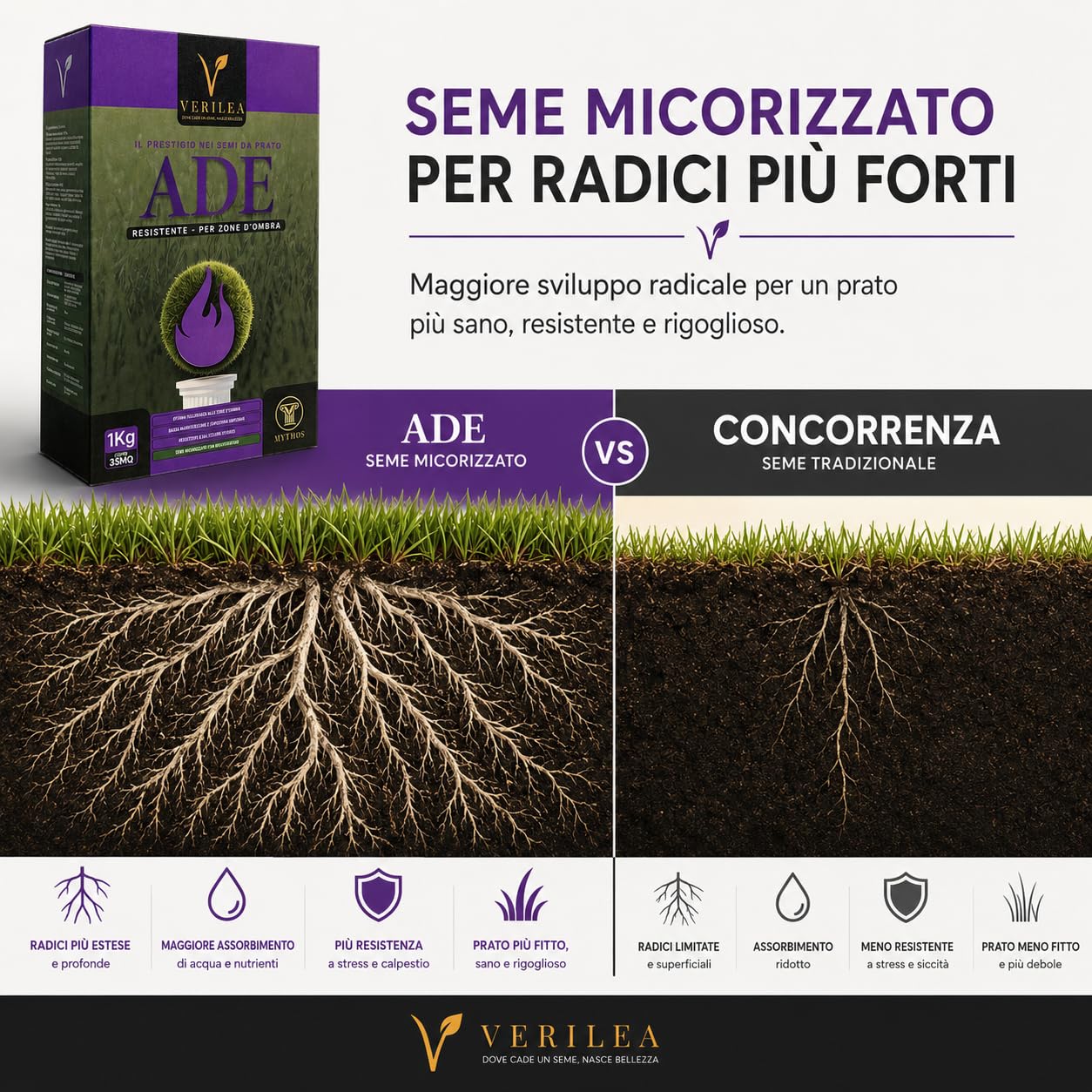 VERILEA ADE - Semi da Prato micorizzati per Zone d'Ombra, esteticamente superiore e resistenza elevata a siccità e calpestio. (10Kg per 350mq)