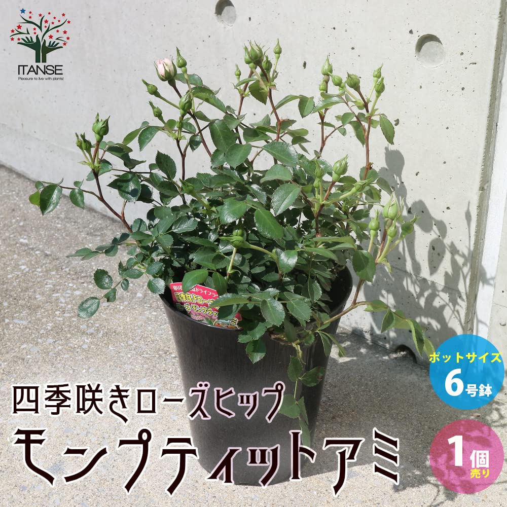 Amazon.co.jp: 四季咲きローズヒップ モンプティットアミ 6号ポット 