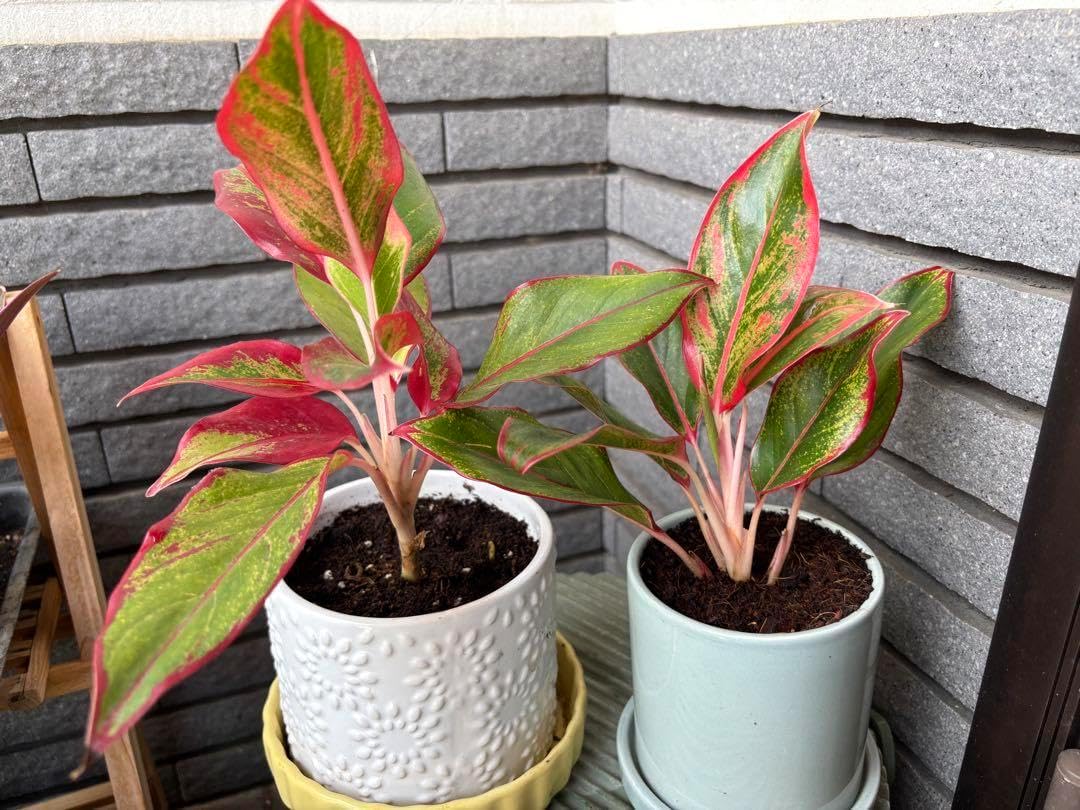 アグラオネマ　LA1016-03j アグラオネマ【LA1016-03j】 Aglaonema pictum AP Aceh, Sumatera