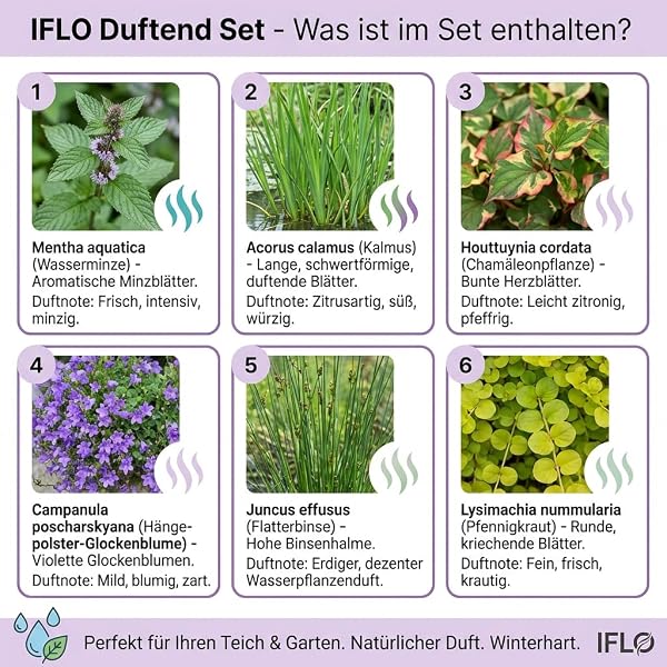 IFLO® Teichpflanzen Set 6 Stück winterhart für Gartenteich & Miniteich – blühende Wasserpflanzen aus Holland – Sumpfpflanzen Zone 1 & 2 - 3