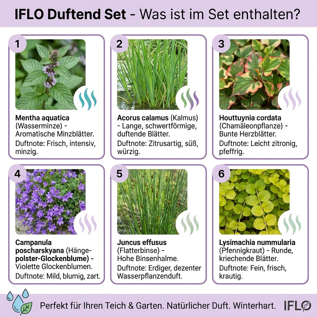 IFLO® Teichpflanzen Set 6 Stück winterhart für Gartenteich & Miniteich – blühende Wasserpflanzen aus Holland – Sumpfpflanzen Zone 1 & 2 - 3