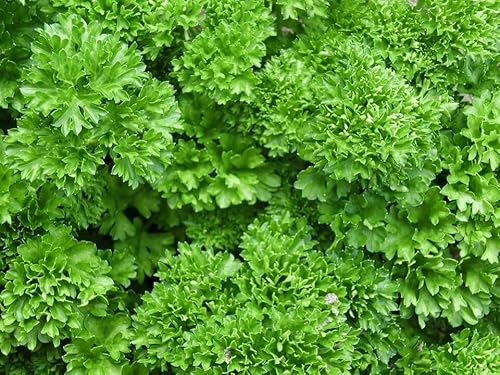 500 Graines Persil Frisé - mousse 2 - Petroselinum crispum - Herbe - AROMATIQUE - Comestible - Cuisine - Jardin - 302