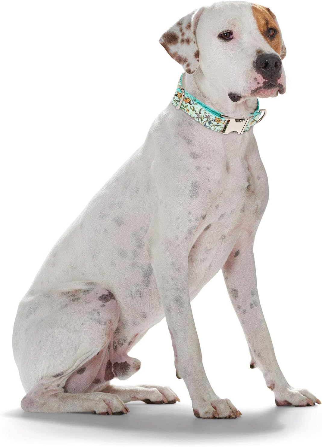 Timos Dog Collar for Small Medium Large Dogs,Adjustable Soft Puppy Collars with Metal Buckle,Printing Light Cyan,S Length 9.84‘’-14.96‘’ : Pet Supplies