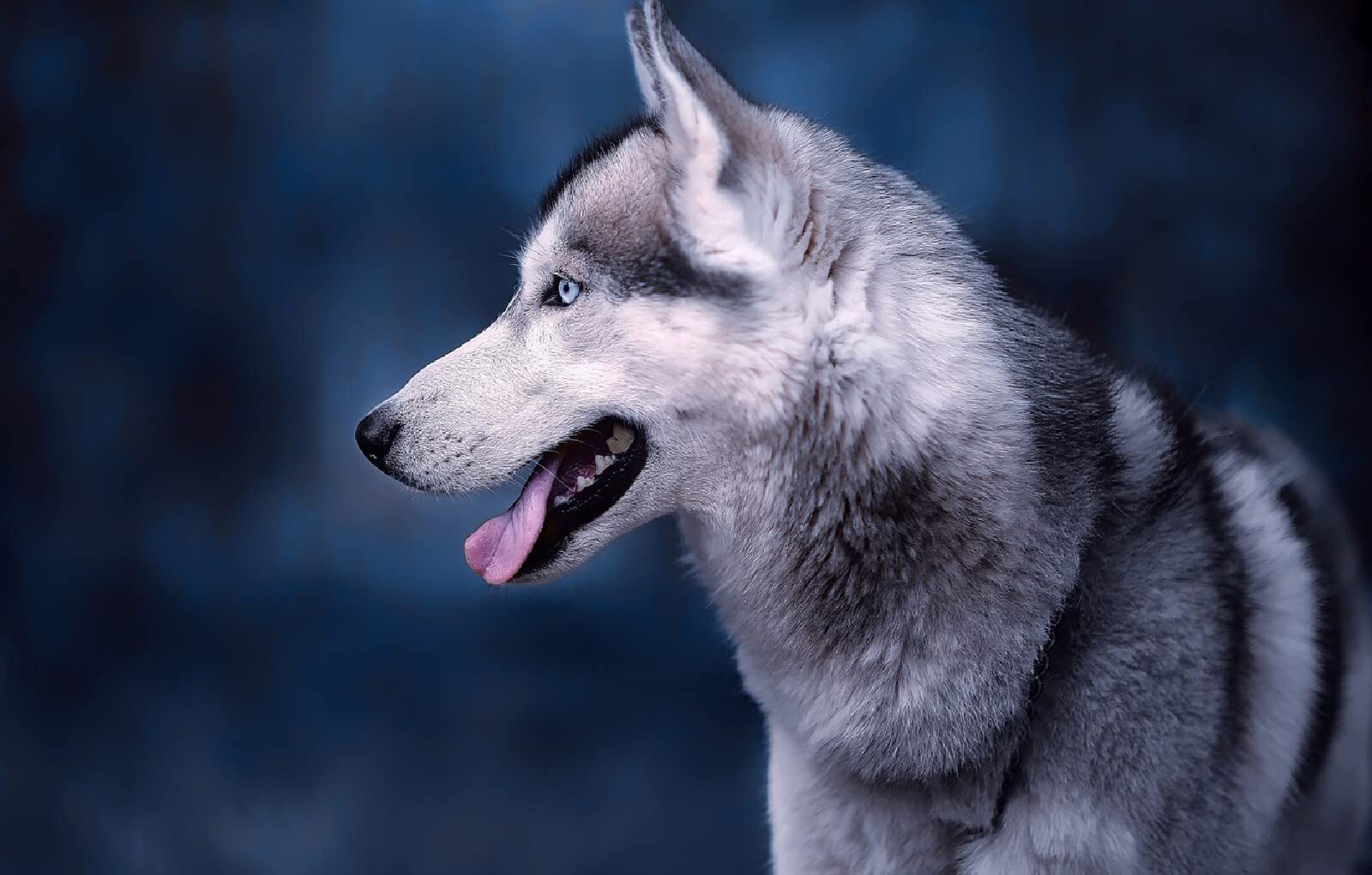 duże puzzle dla dorosłych 1000 sztuk Pies husky 75x50cm