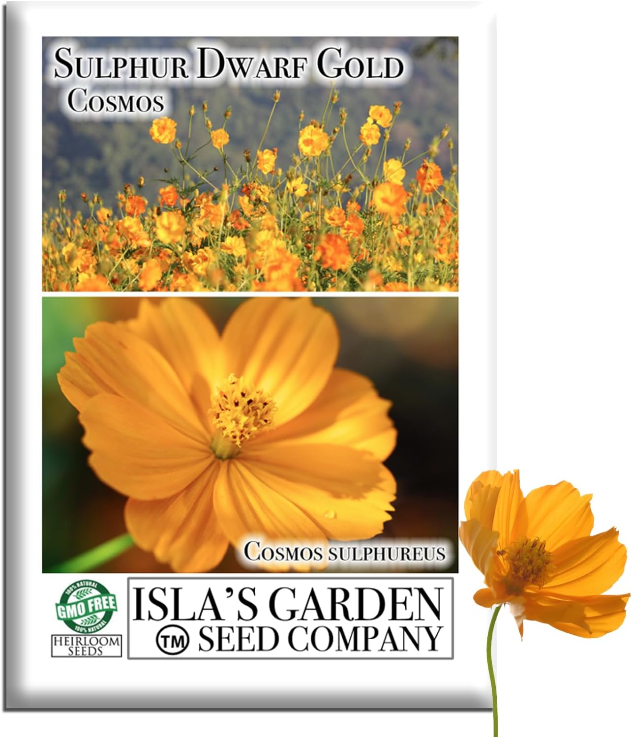 Sulphur Dwarf Gold Cosmos Flower Seeds (Cosmos sulphureus) – 100+ Heirloom Non-GMO Seeds by Isla’s Garden Seeds, Bright Golden Yellow Blooms, Compact Pollinator-Friendly, Easy Summer Blooming Annual