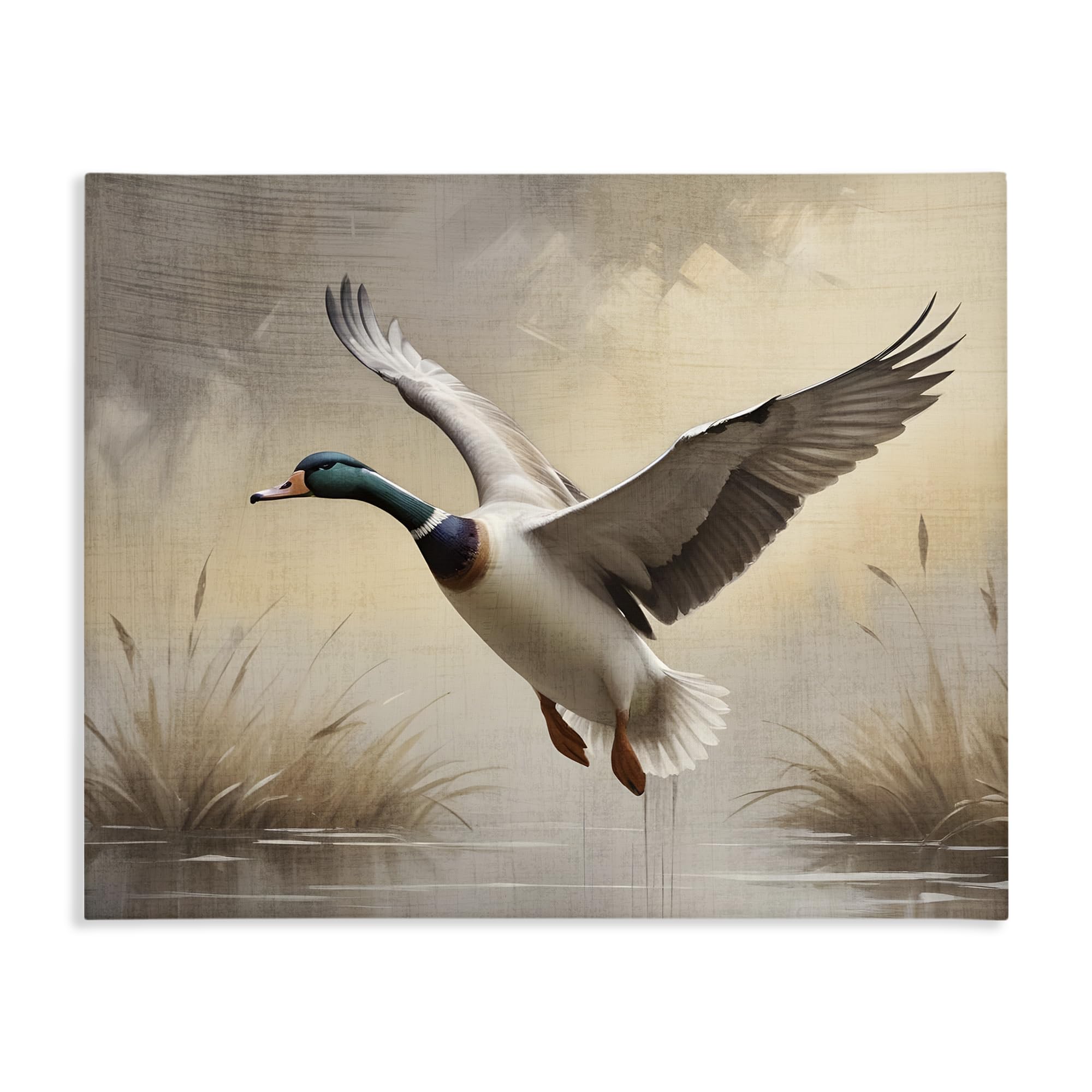 Stupell Industries 'Gliding Mallard over Wetlands', Canvas Art, 30 x 24 Inches, Easy to Hang and Sturdy, Made in USA, by Susan Arnot