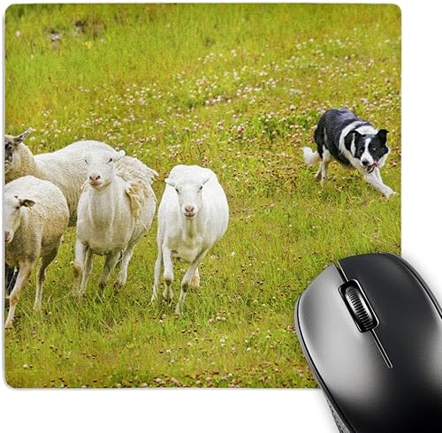3dRose LLC - Alfombrilla para mouse (8 x 8 x 0.25 pulgadas) Colorado Summit County Border Collie Dog Jaynes Gallery (mp_88832_1)