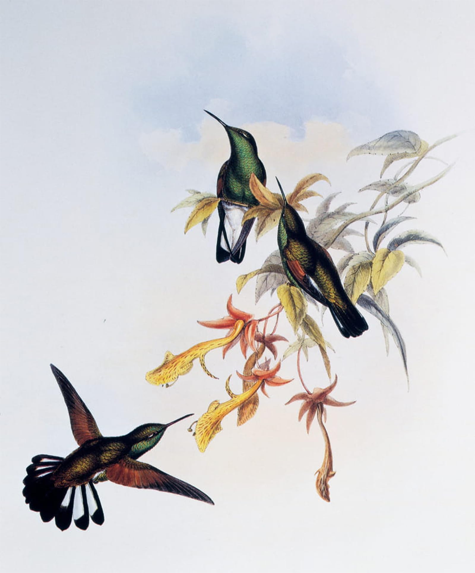 ARTXLXXBN Famous Prints Artwork Pictures Poster Painting Art Animal Bird Stripe tailed Hummingbird by John Gould Artwork Landscape Pictures for Home Decor 60x90cm