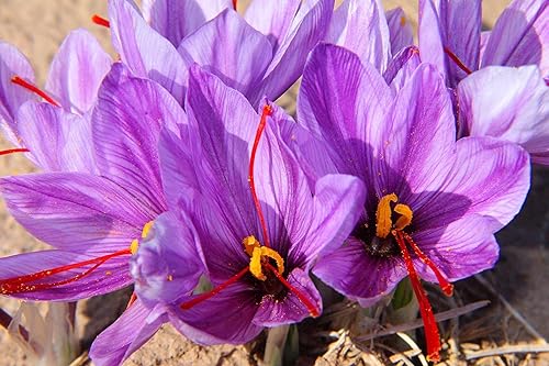 Miniatura 2 de Sophia's Platinum Saffron -1G (1 paquete de 0.04 oz) 100% azafrán afgano puro grado A, sin OMG, sin conservantesaditivos, añade color, sabor y aroma