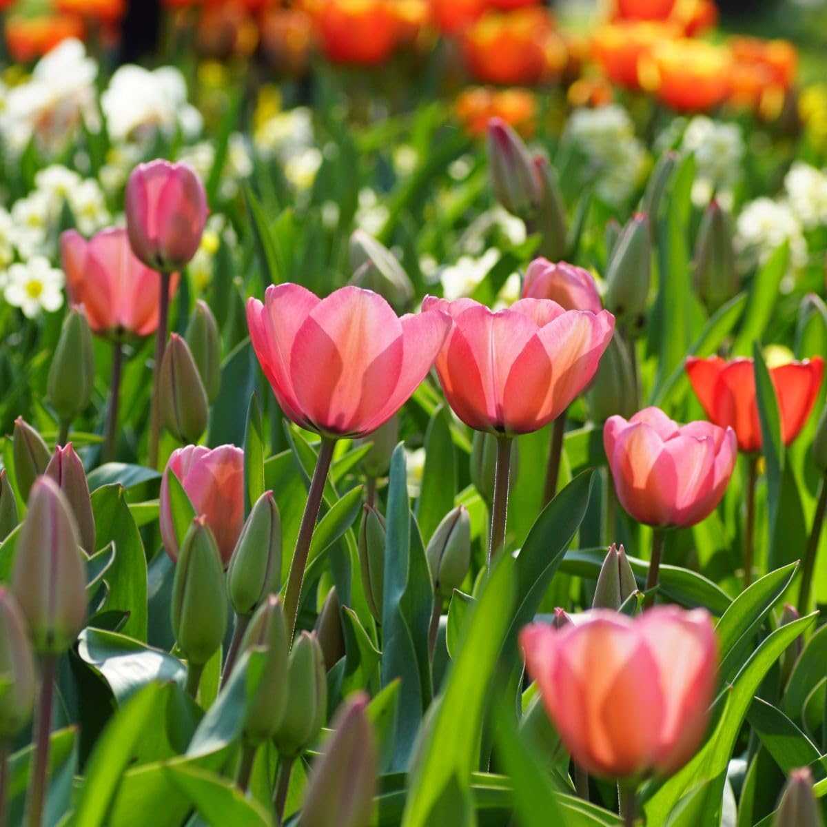 Tulipa Pink Impression - BIO 50 Tulpenzwiebeln aus Holland