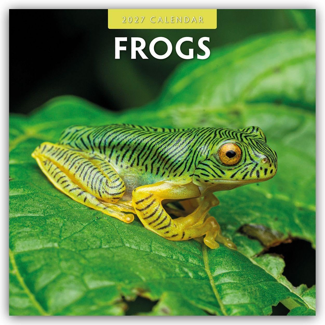 Frogs 2027 Square Wall Calendar: Original Red Robin Publishing Ltd-Kalender [Mehrsprachig] [Kalender]