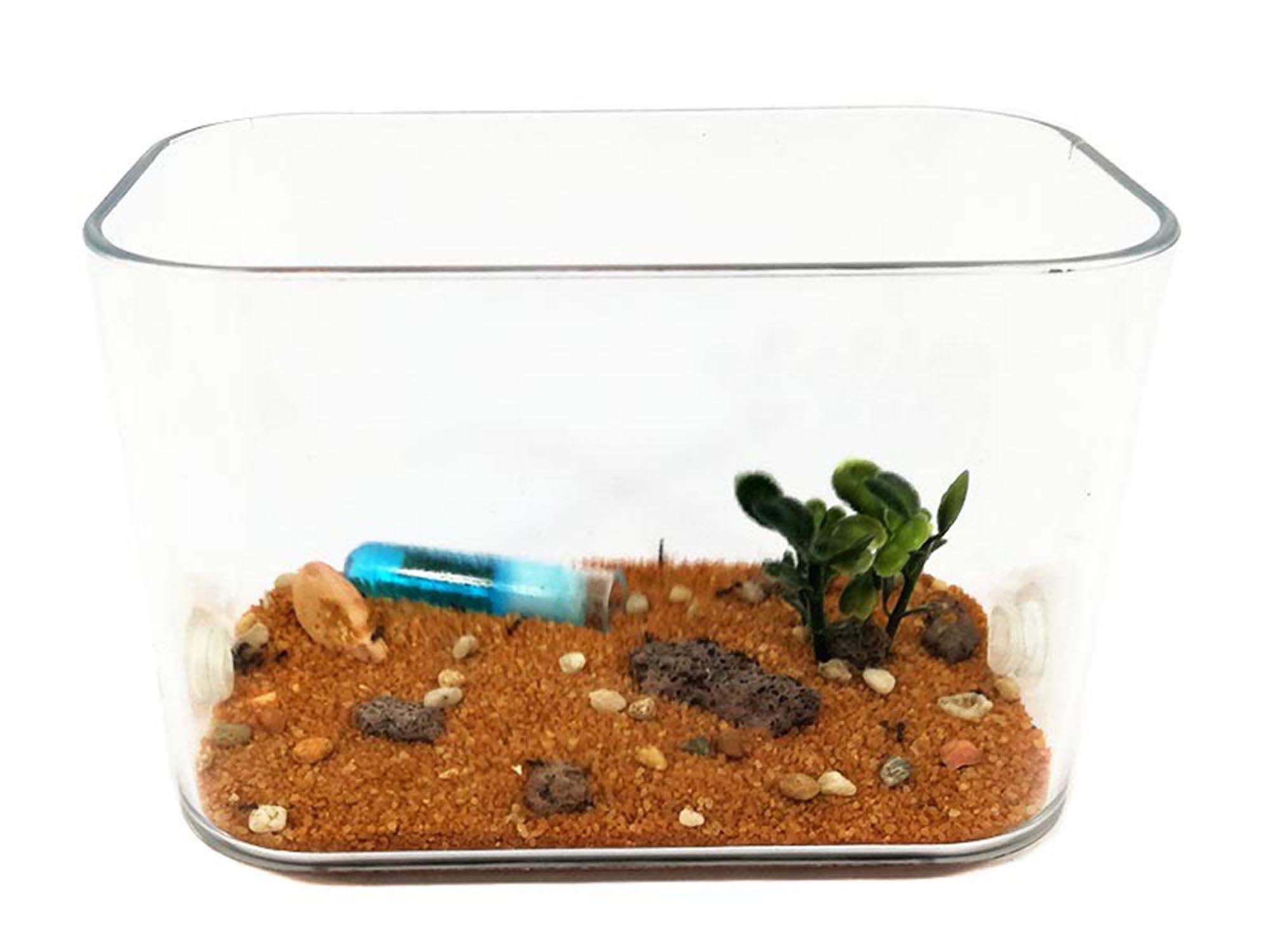 Caja Mediana de forrajeo para Hormigas y hormigueros.