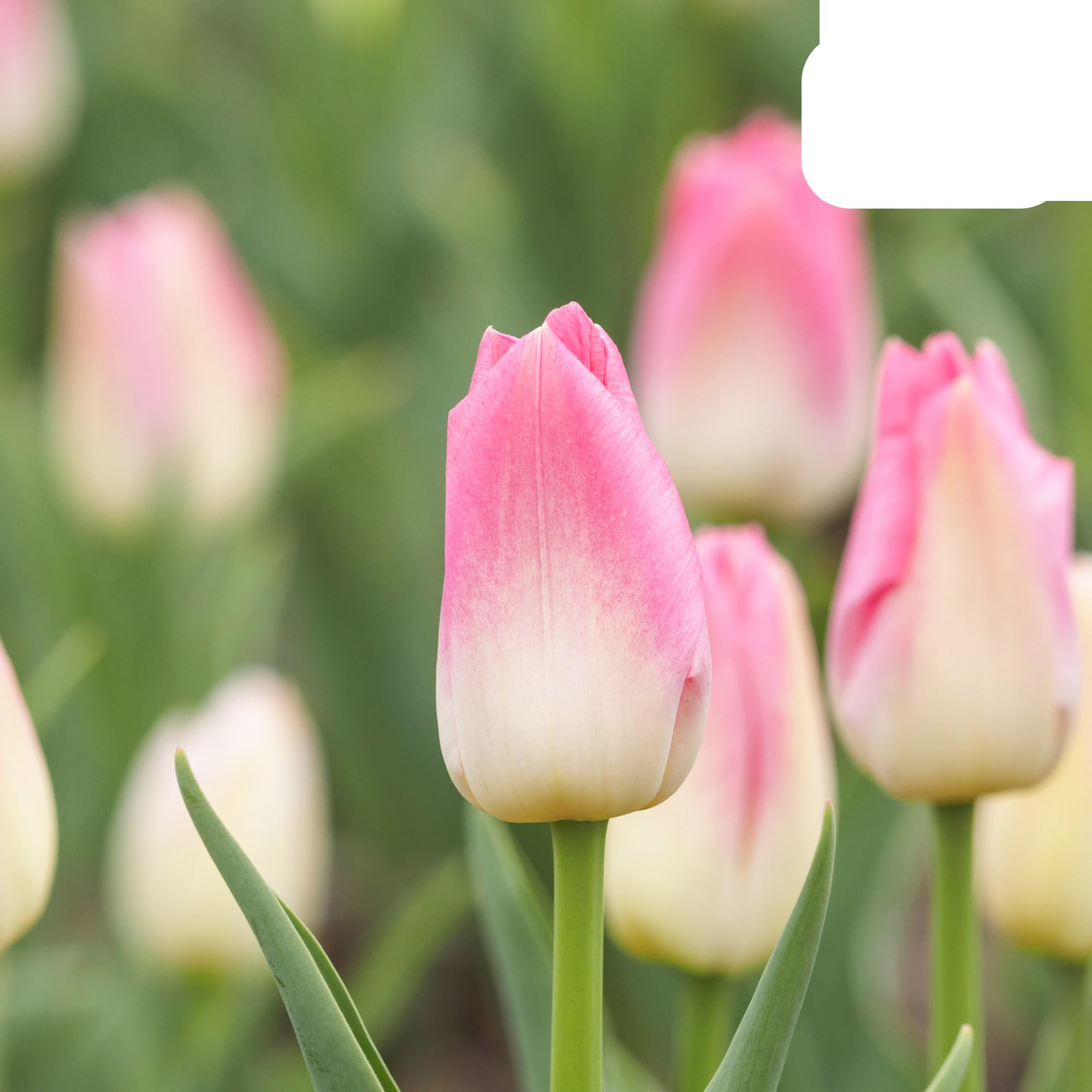 Bulbos de tulipán 'Dynasty' | 20 unidades | Tulipán rosa - 30-50cm - Ø10-12cm - Multitrato - bulbo de flor - Planta de jardín