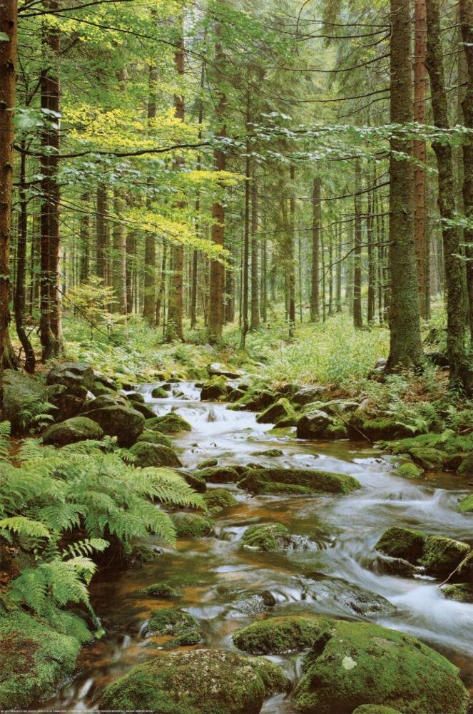 Amazon.com: Forest Creek, Poster 24x36 by Eurographics: Prints