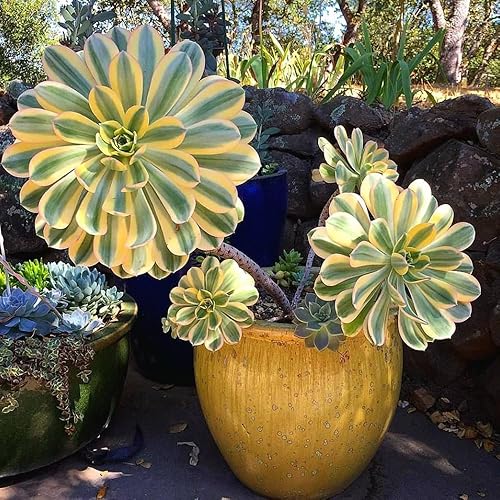 Miniatura 5 de Aeonium Plant Live, Rarre Aeonium Suculents - Planta de interior en maceta de 4 pulgadas, suculentas para decoración del hogar y la oficina (rayas)