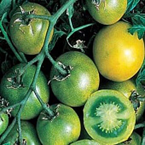 Semillas de tomate de uva verde (más de 20 semillas)  Sin OGM  Semillas de flores de hierbas y frutas vegetales para plantar  Paquete de invernadero