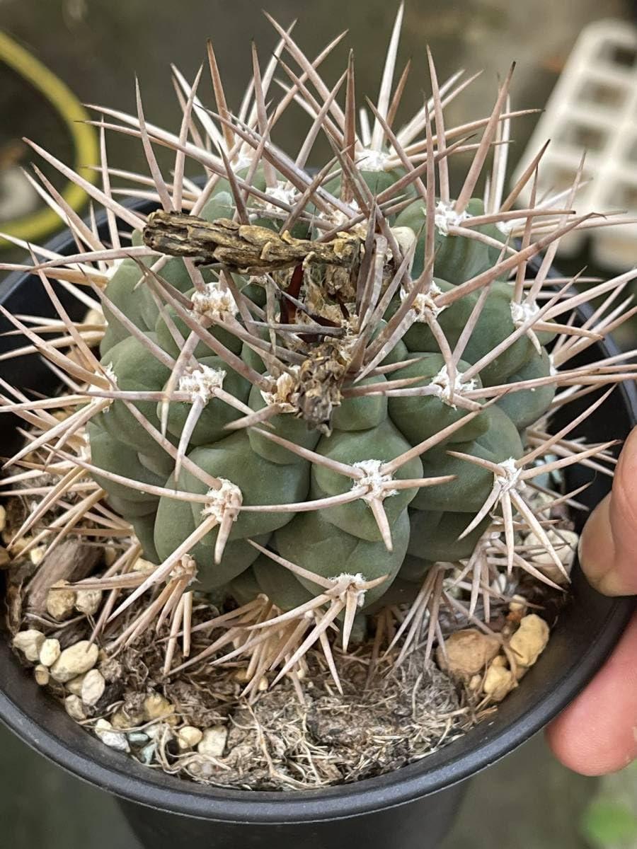 J9 J9 サボテン 多肉植物 ギムノカリキウム 守金魔天竜 4株同梱