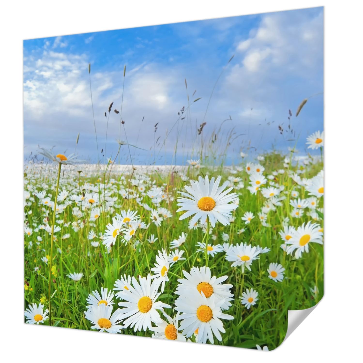 Papier Peint Auto-Adhésif 250x250 cm Prairie d'Été pour Salon