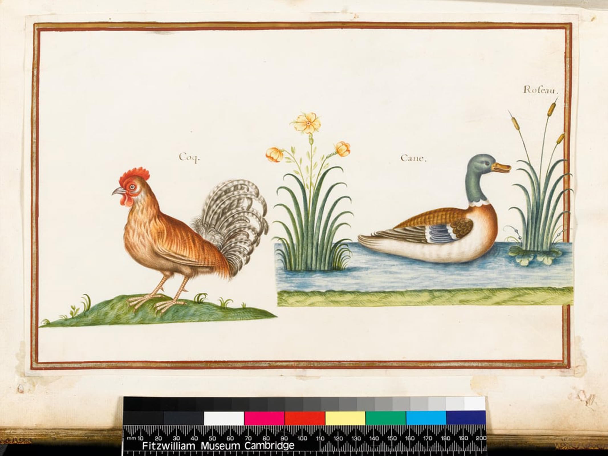 POSTERIIk Famous Modern Artwork Art Mural a Cockerel and a Mallard by Nicolas Robert Oil Paintings Pictures for Home Decor 60x90cm