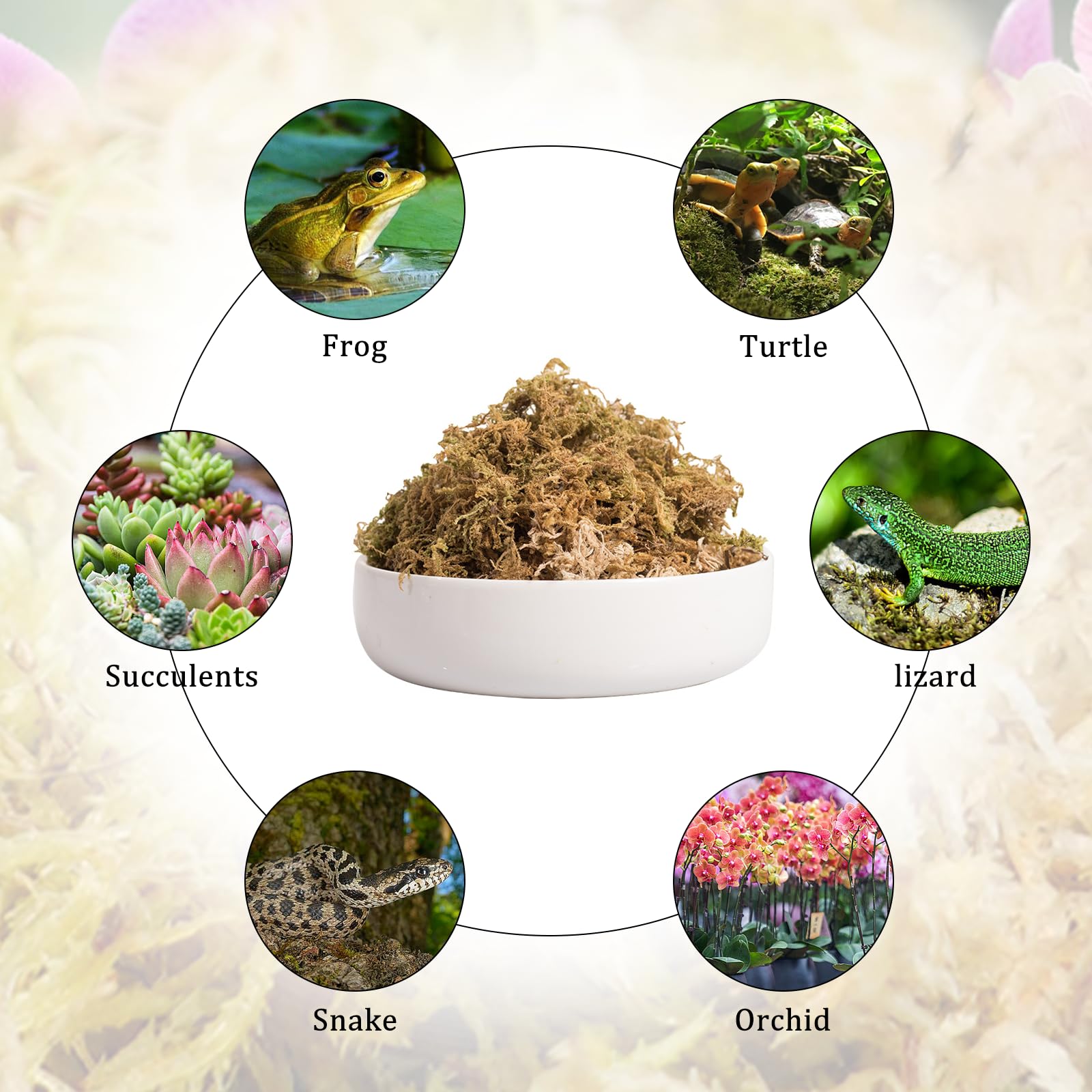 CONNECTION 190g Naturale Sfagno Muschio Secco Muschio di Sfagno per Piante Natural Fotrest Moss Sfagno Vivo per Idrocolture Bonsai Orchidee Giardino Decorazione Terrario Rettili