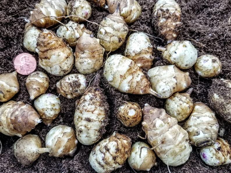 Stampede sunchoke Seed tubers for Planting 566264