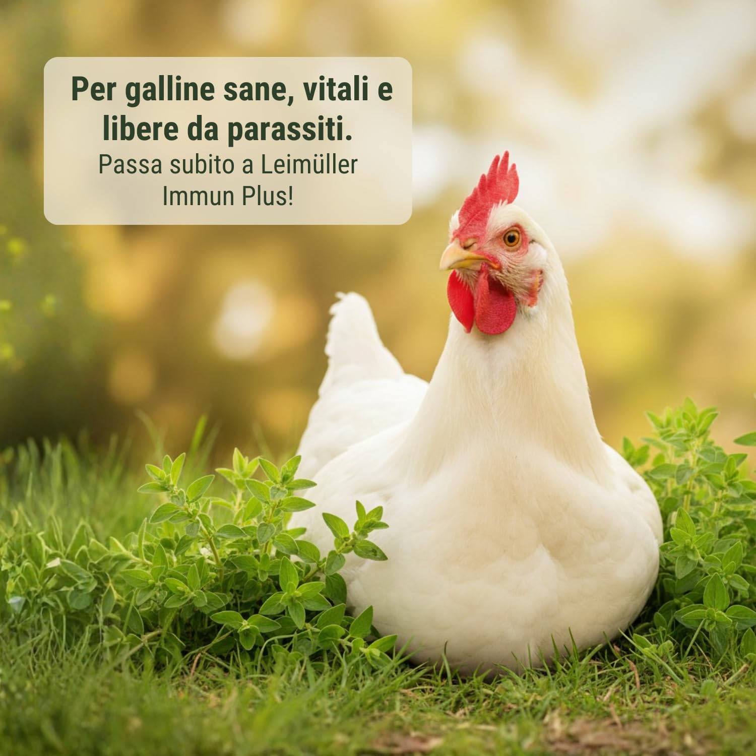 Leimüller Mangime per Galline Ovaiole Immun Plus 25 kg - Muesli con Pellet Vitaminici - Per Sistema Immunitario Forte & Vitalità - Premium Austria Senza OGM
