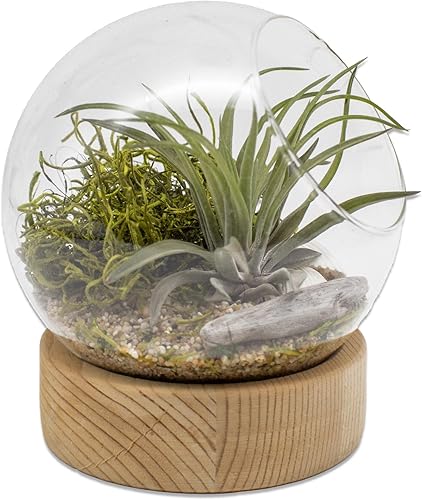 Kit de terrario de cúpula de vidrio de 5.5 pulgadas para interiores con plantas de aire Tillandsia Ionantha y accesorios de terrario para jardines