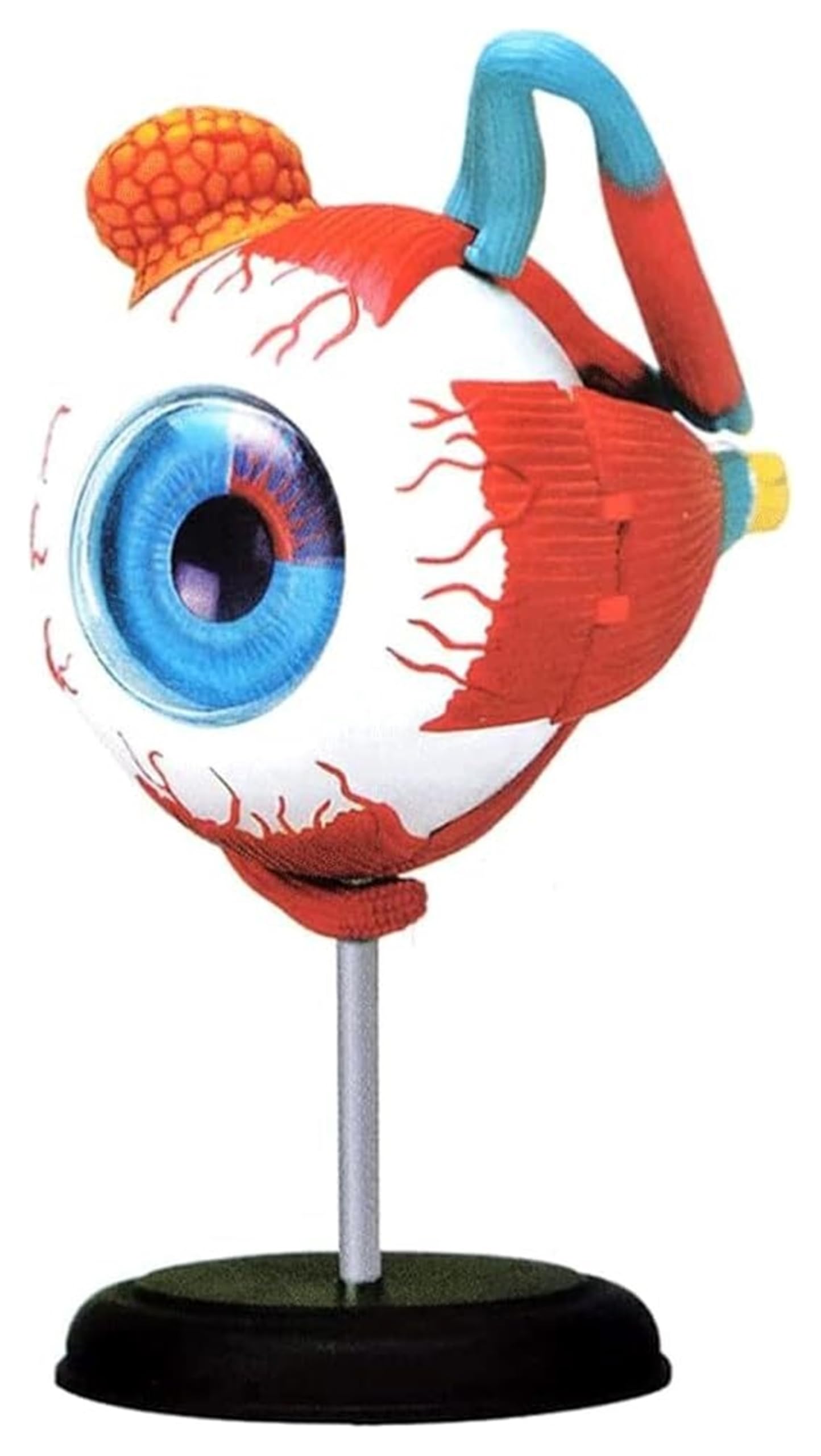 眼球医療用模型 眼球医療用模型