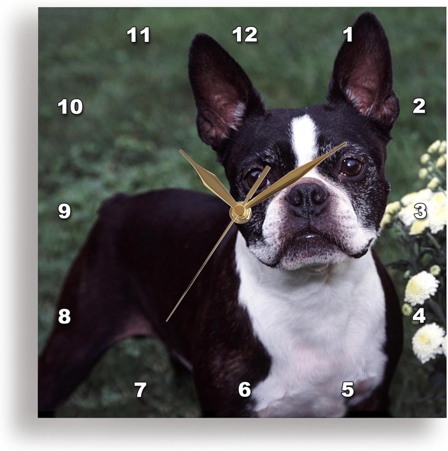 3dRose Wall Clock Silent - 10 inch - Boston Terrier Duke - Dogs Boston Terrier