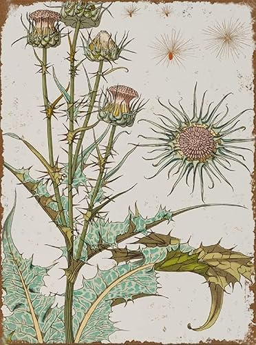 Letrero de metal de cardo Art Nouveau con estampado de flores, póster botánico de flores novedosas, retro, vintage, para el hogar, pub, bar,