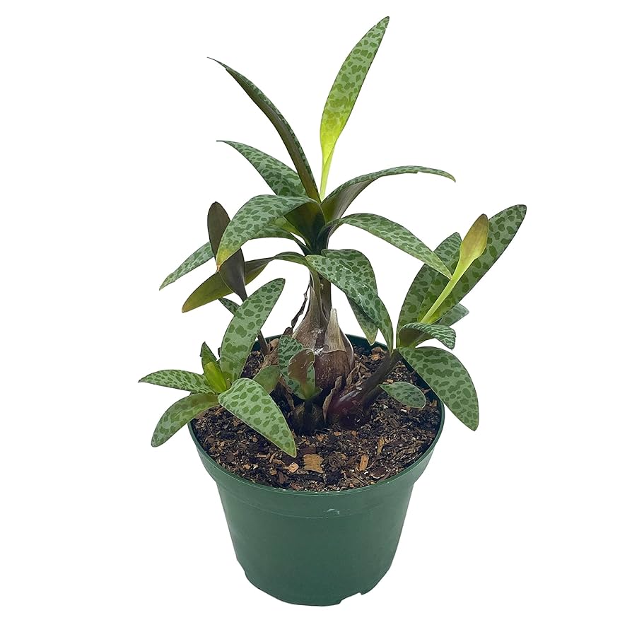 Amazon.com : BubbleBlooms Silver Squill Leopard Plant