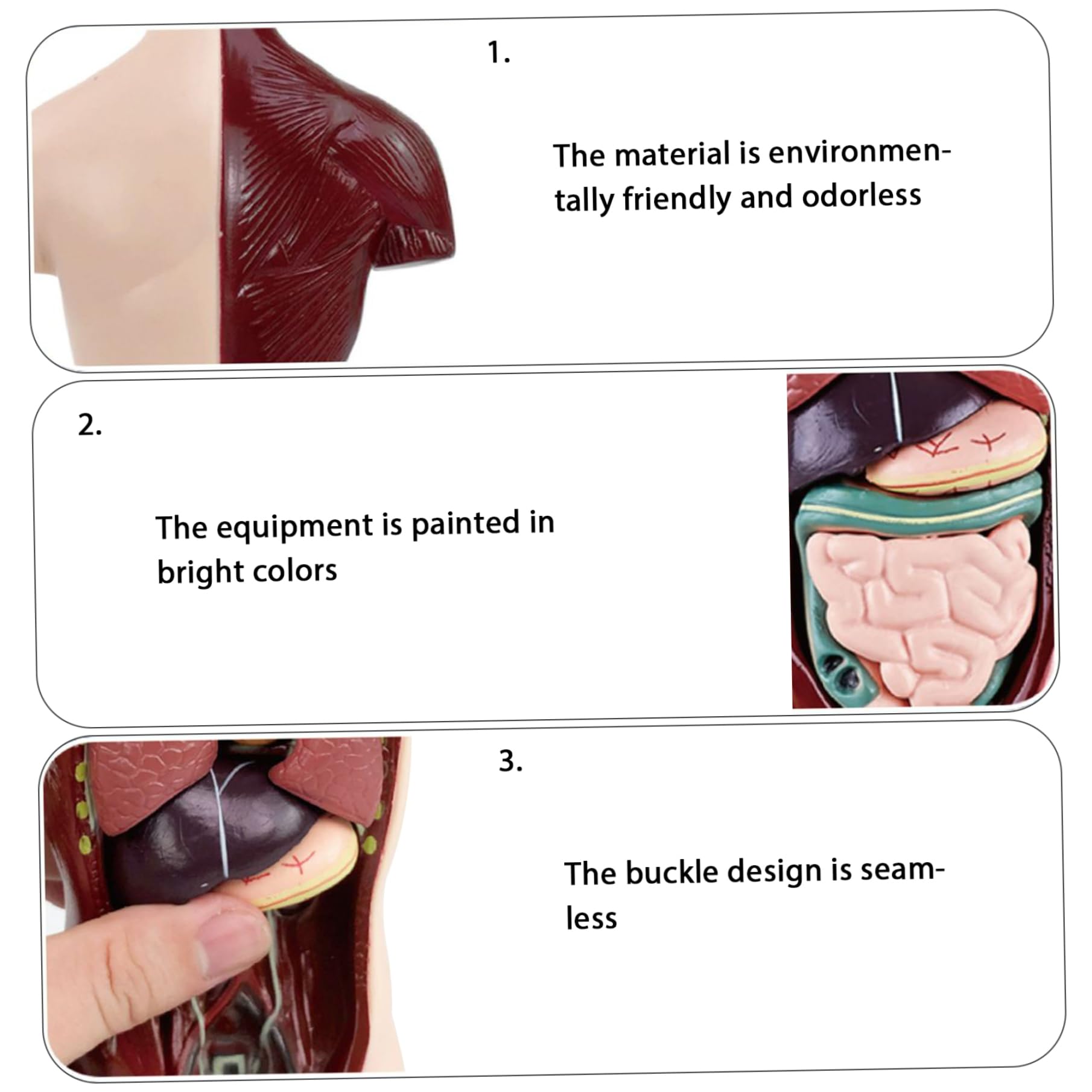Model ciała człowieka dla dzieci, realistyczna zabawka anatomiczna 9,6 cala z 6 wyjmowanymi częściami organów, interaktywna zabawka edukacyjna dla dzieci w wieku 6+ lat