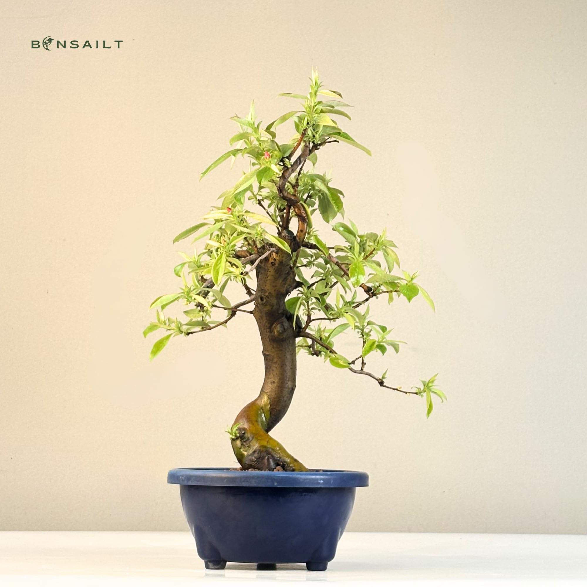 Chinesische Quitte Bonsai – Pseudocydonia sinensis – Outdoor Bonsai Baum – Blühender & Fruchttragender Bonsai – Premium Qualität