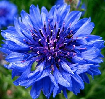 Cornflower Tall Blue Heirloom Bachelors Button 1000 Seeds Centaurea Cyanus