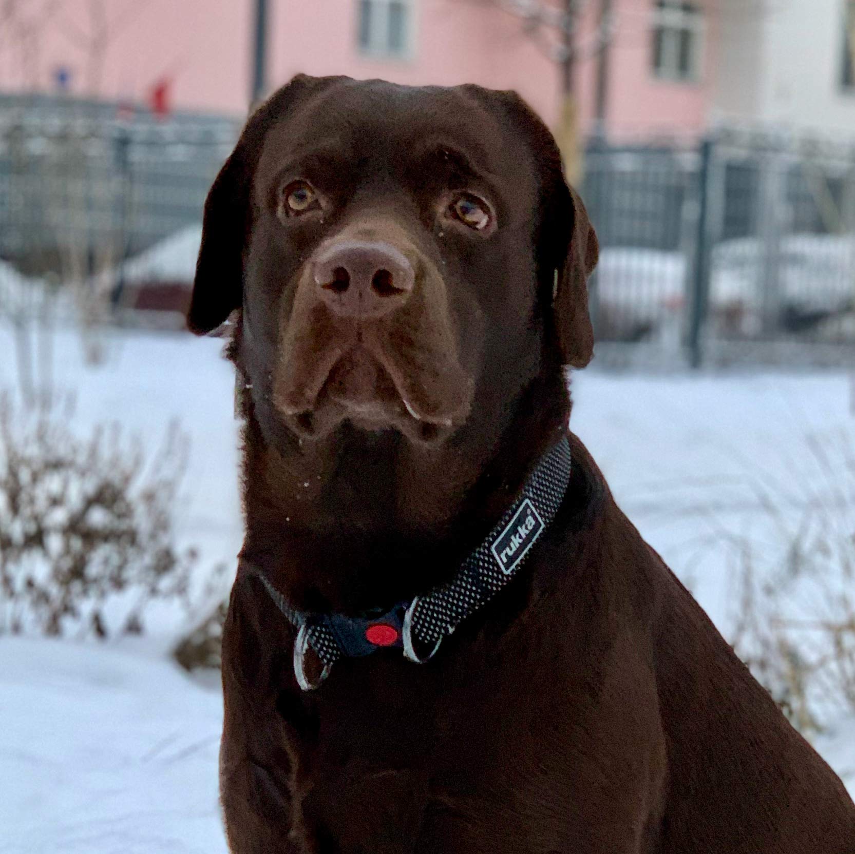 How Should You Place A Prong Collar On A Dog? WAF, 43 OFF