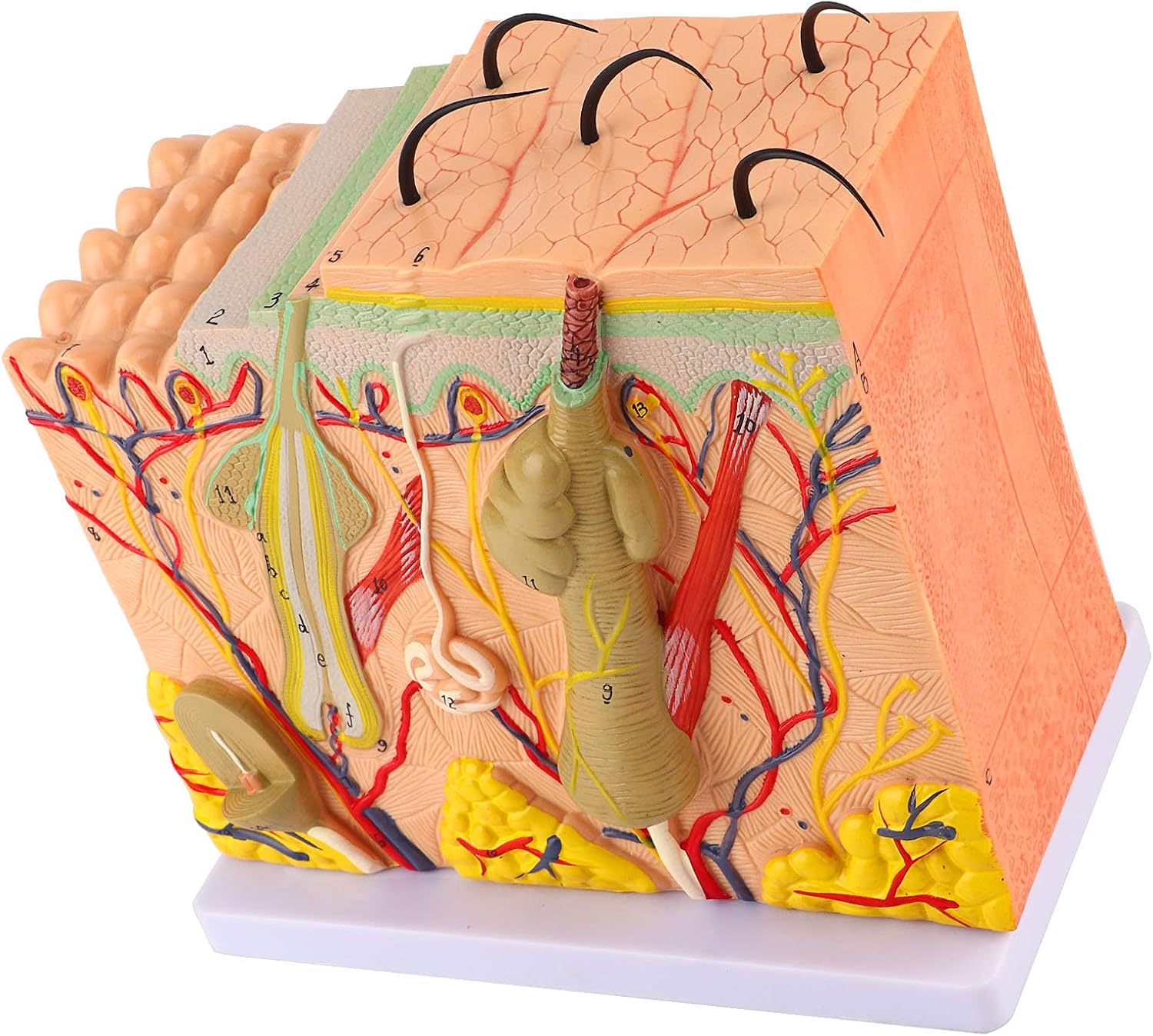 50X Human Anatomical Skin Magnified Tissue Structure Model with Hair, 3D PVC Material Enlarged for Biology Teaching, Clear Structures Human Skin Magnified Model