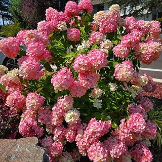 Pink Hydrangea Seeds for Planting, 50+pcs Perennial Rare Exotic Ball Hydrangea Flowers Seeds Plants, Non-GMO Heirloom Beauty Home Garden Bloom Flowers in Outdoors