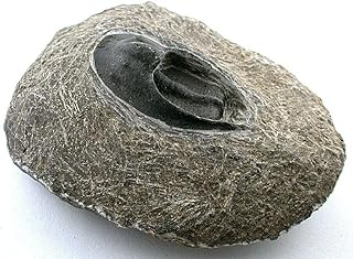 Reproduction Trilobite Fossil in Host Rock Morocco EBS8745/61523