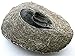 Reproduction Trilobite Fossil in Host Rock Morocco EBS8745/61523