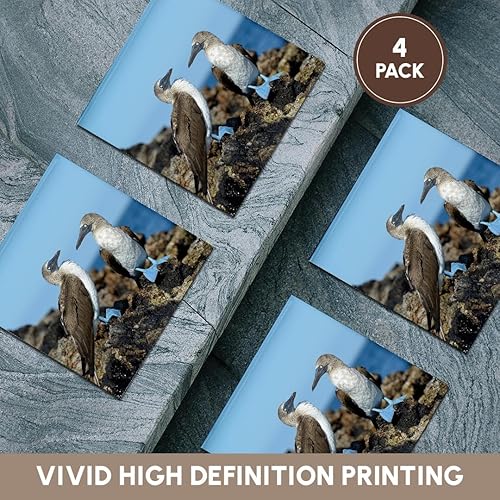 Vista 18 de 3dRose Ecuador, Islas Galápagos, Isla Isabela - Posavasos blandos con patas azules (juego de 4)