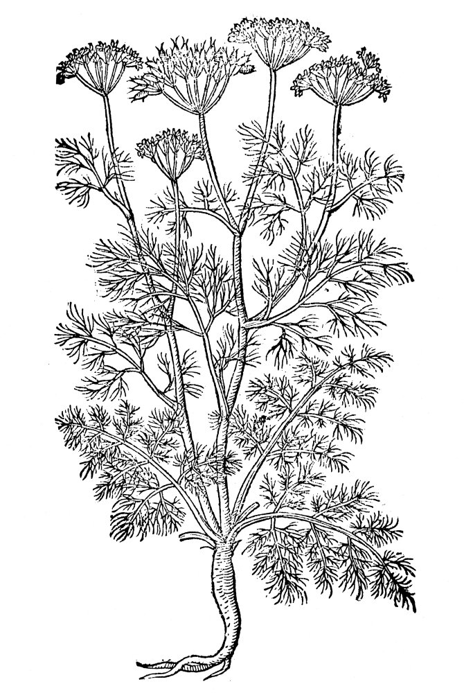 Queen AnneS Lace 1597 Nalso Called Wild Carrot (Daucus Carota) Woodcut From John GerardS Herball Poster Print by (18 x 24)