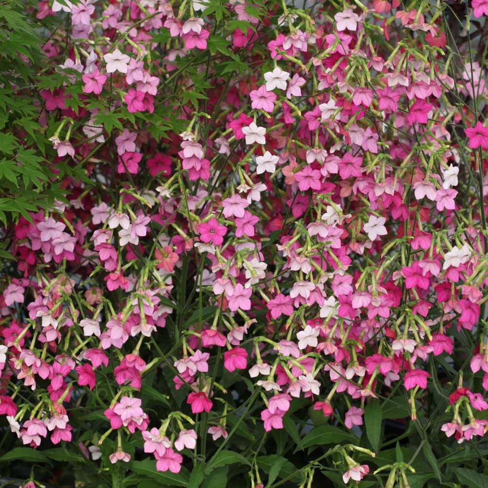 Nicotiana Seeds UK 'Whisper Mixed' F1 Hybrid x hybrida Tobacco Plant Scented Pink Blooms Half-Hardy Annual Easy to Grow Your Own Outdoor Garden Flower Plants (Approx. 70 Seeds) by Thompson and Morgan