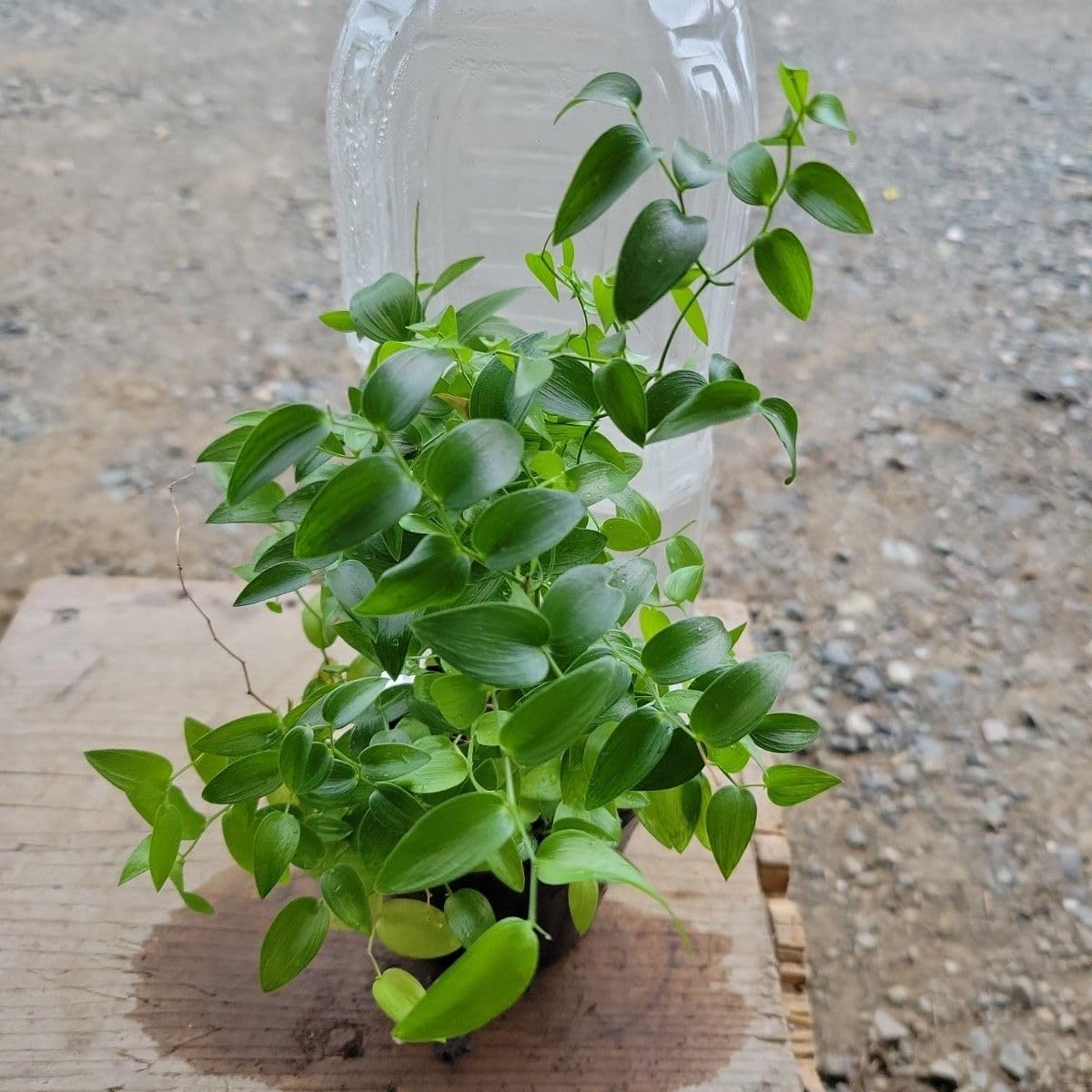 Amazon｜『アスパラスマイラックス』3号ポット苗 土付き抜き苗 2