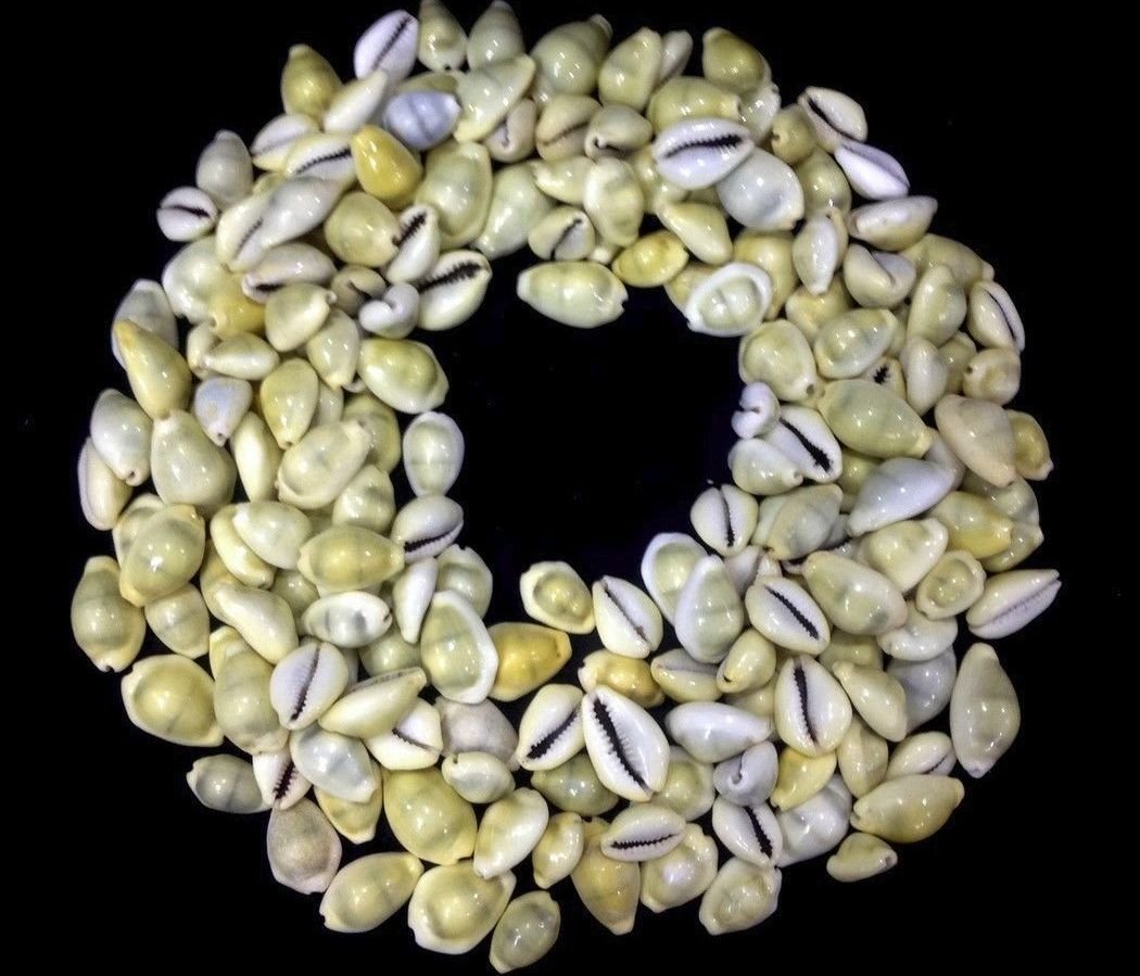 Natural yellowish Kaudi/Kowdi/Koudi Shells - Set of 101 pieces