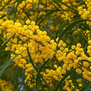 5+ Yellow Mimosa Tree Seeds for Planting,Golden Mimosa Tree Seeds Acacia Type with Fragrant Yellow Flowers, Fast Growing Drought Tolerant Shade Tree