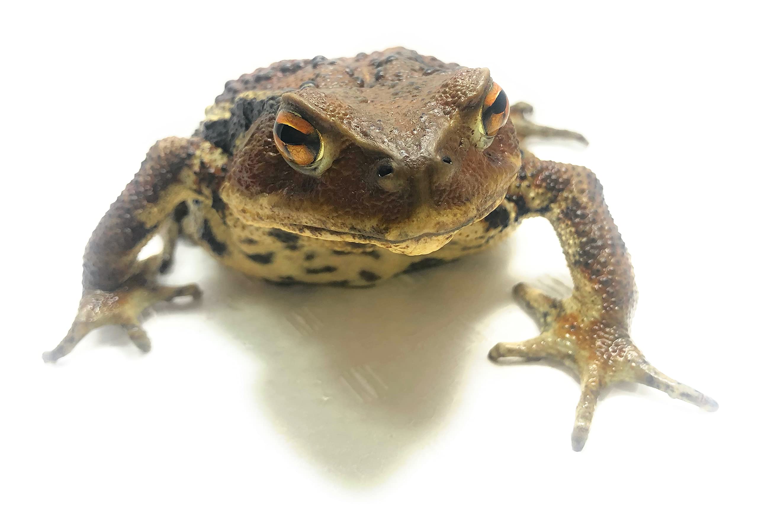 ニホンヒキガエル 1匹 その③ ヒキガエル - 両生類