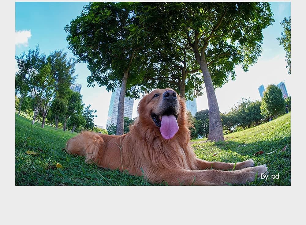 TTArtisan 7.5mm F2 APS-C Fisheye Lens 180° Ultra Wide Angle Large Aperture Manual Focus Lens for Canon EOS R Mount Mirrorless Camera R6 R6II R8 R10 RP R50