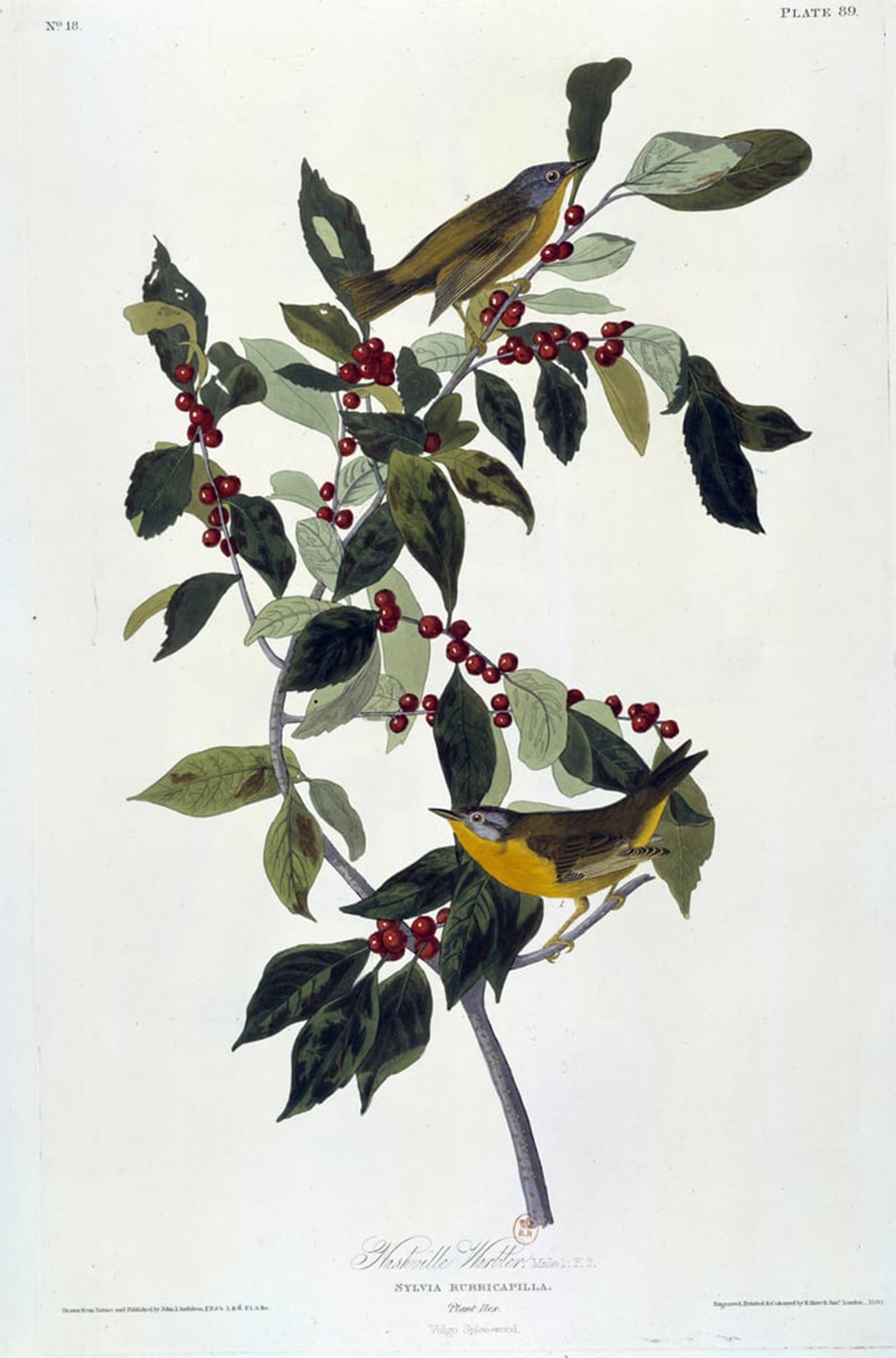 ARTXLXXBN Famous Print Painting Colorful Art Print Flowers and Birds Silk Painting by John Jamess Audubon Canvas Art Decorations for Home Decor 60x90cm