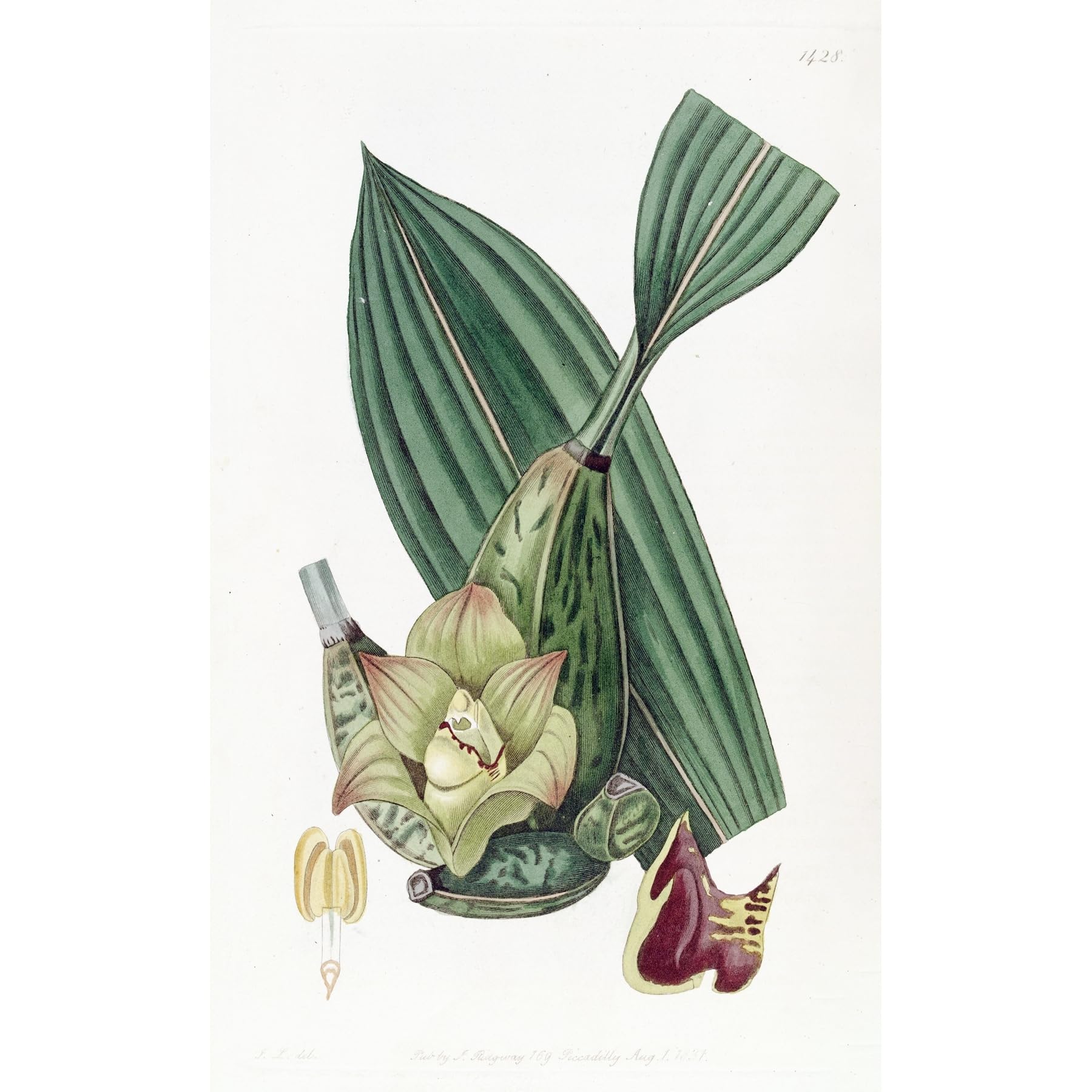 ArtDirect Four-cornered Maxillaria (1815-1819) Unframed Art Print Giclee Poster by Sydenham Edwards - Ready for Framing with Customization Sizes 6x10, 9x14, 12x20, 22x36, 30x48 and 37x60 inches