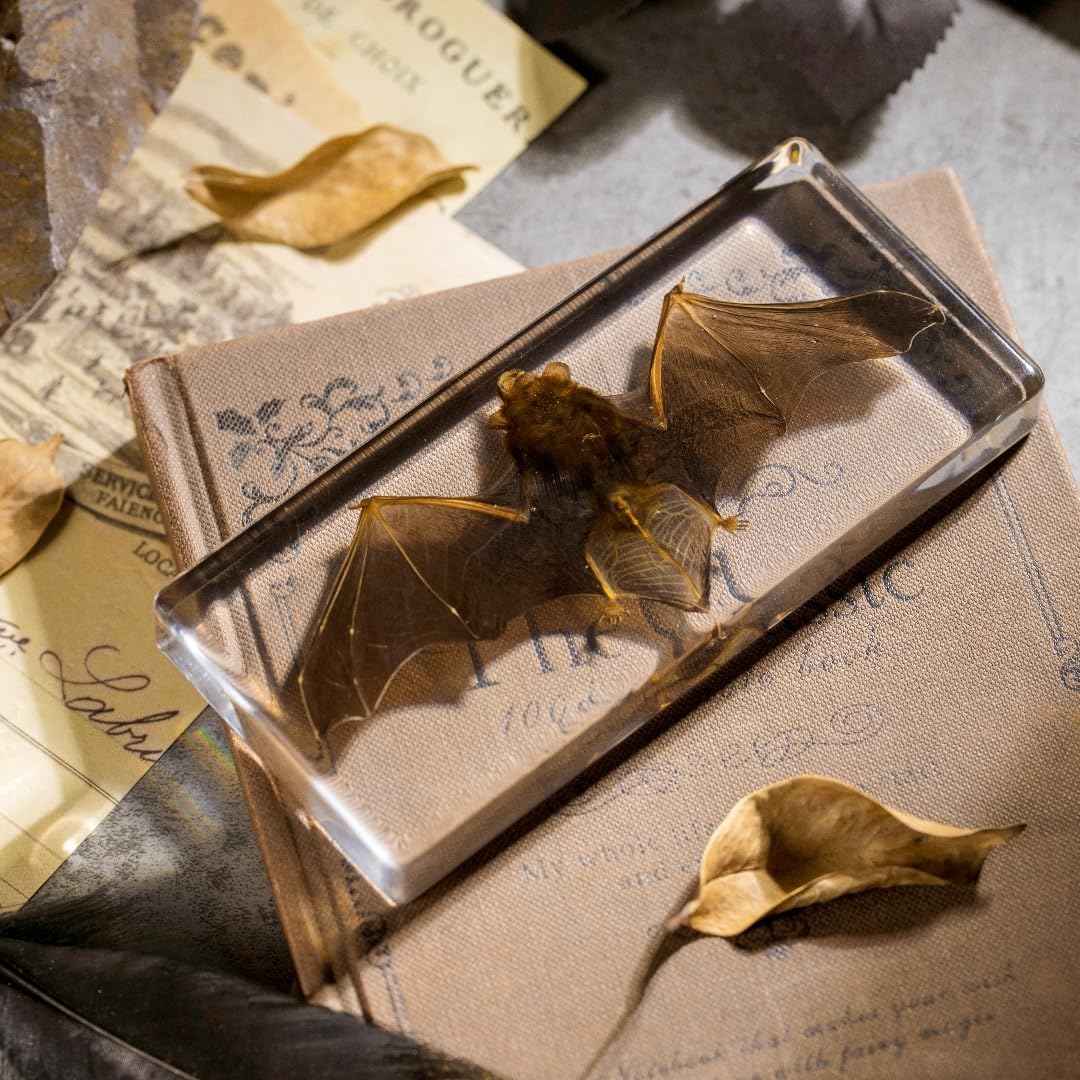 Real Bat Specimen in Clear Resin Block - Preserved Animal Taxidermy for Biology Study, Gothic Home Decor, Oddity Collections (5.5"x2.5"x0.7") Science Display & Unique Gift Idea
